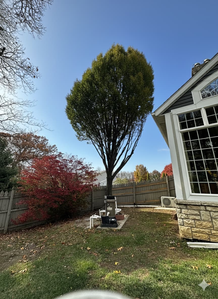 Professionally pruned tree in a residential backyard